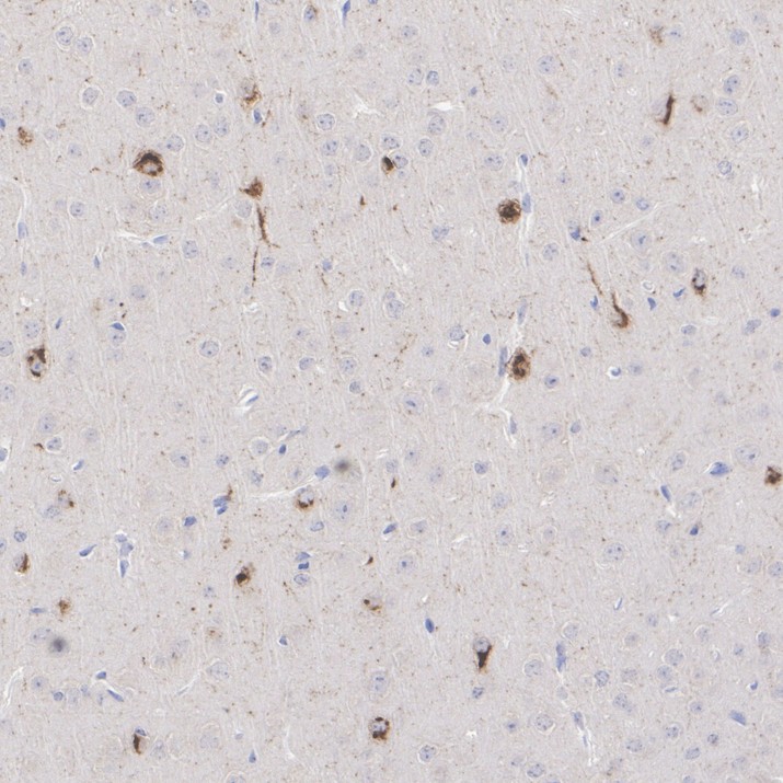 HA601619_5.jpg