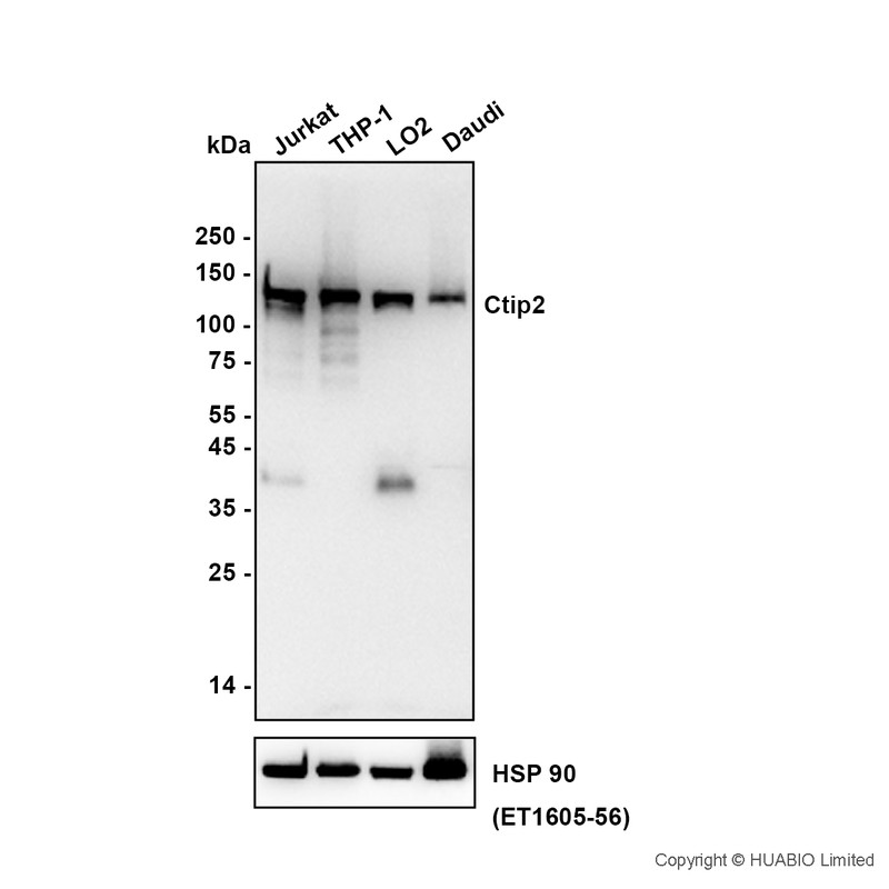 HA601622_1.jpg