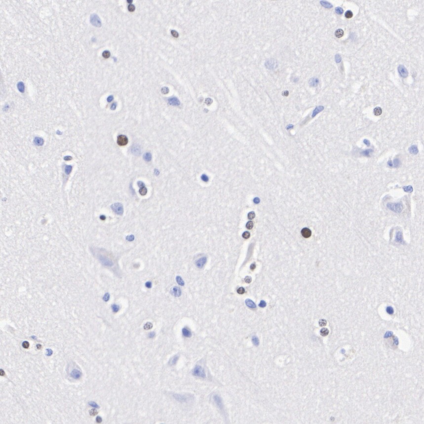 HA601629_1.jpg