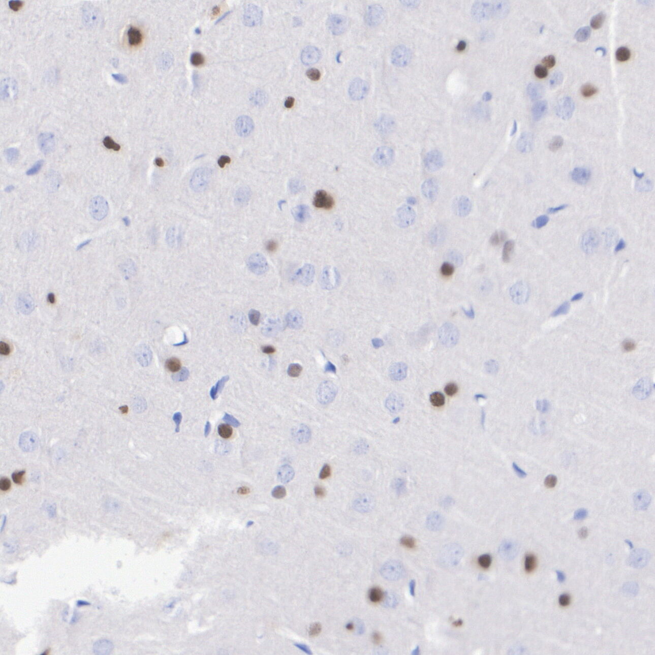 HA601629_5.jpg