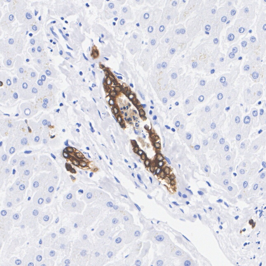 HA601630_4.jpg