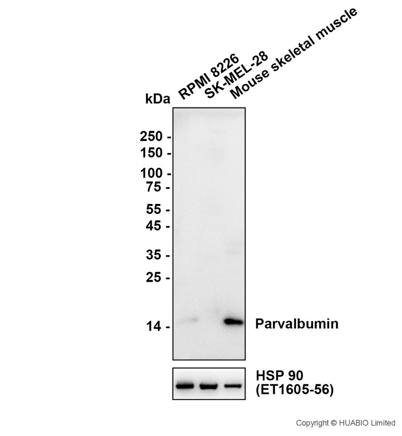 HA601645_1.jpg
