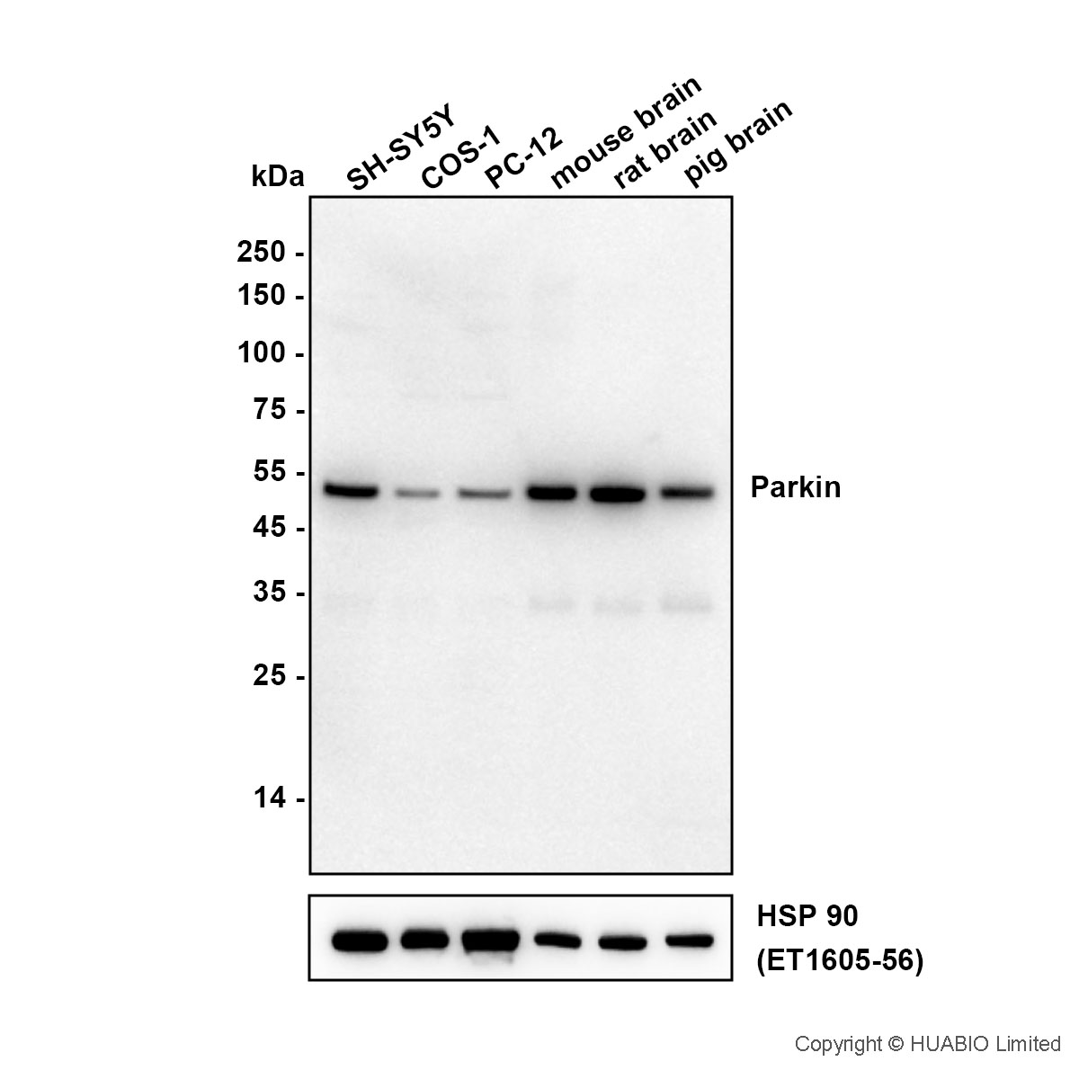 HA601664_1.jpg