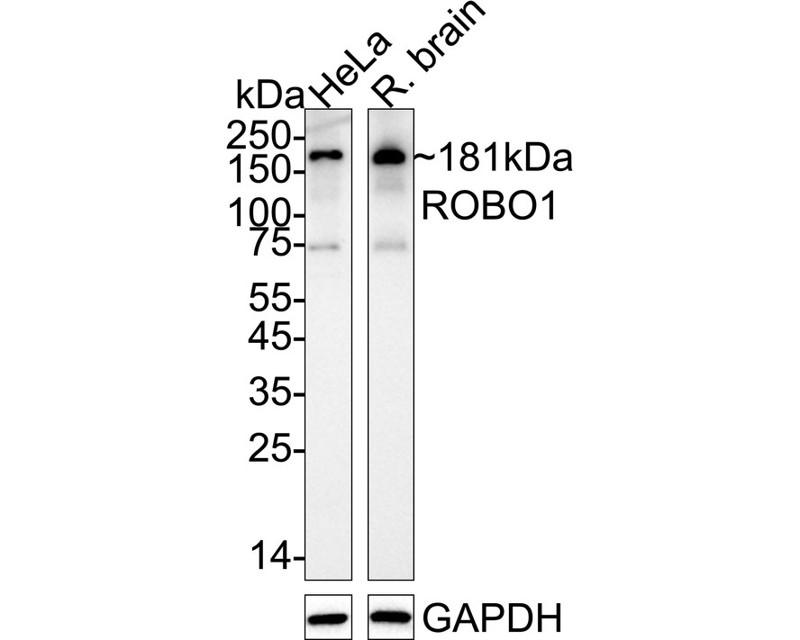 HA610007_1.jpg