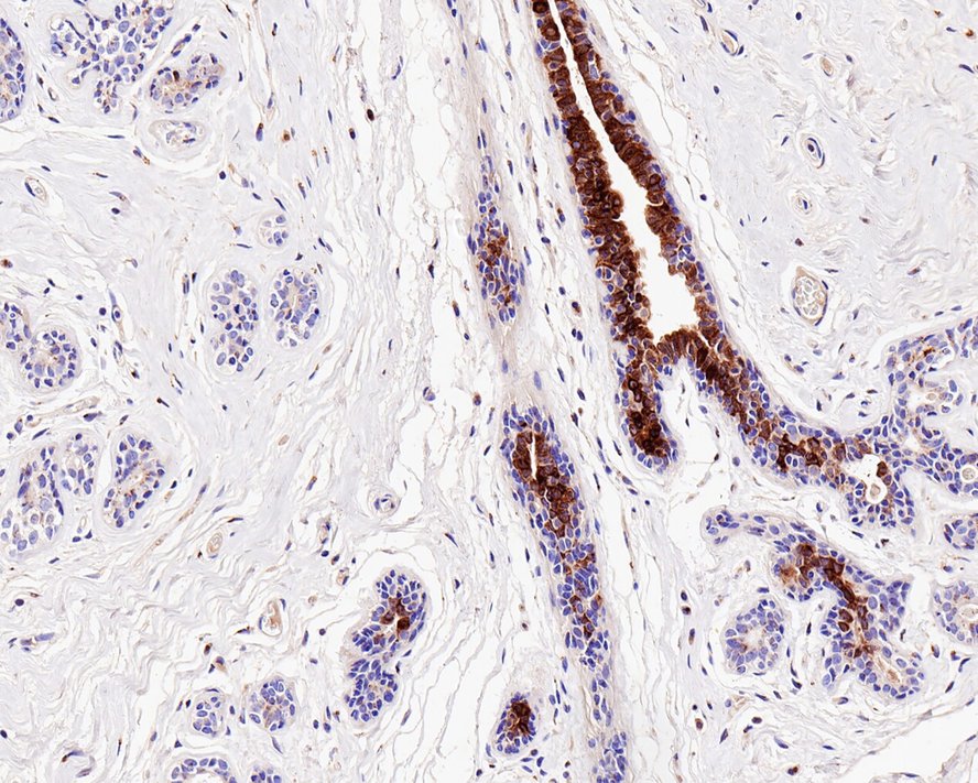 HA610045_2.jpg