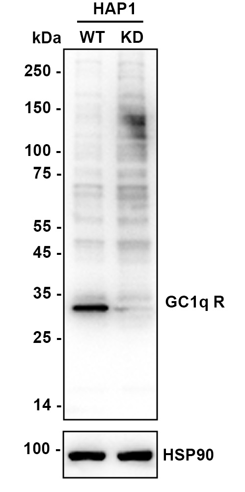 HA610057_2.jpg