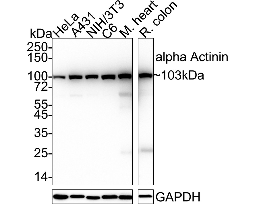 HA610074_1.jpg