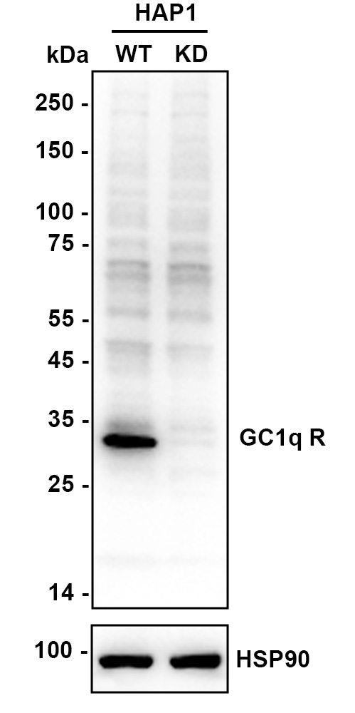 HA610076_2.jpg