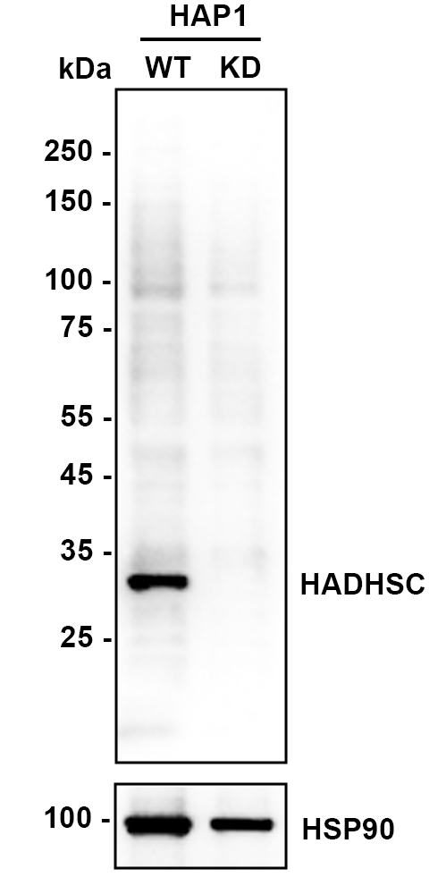 HA610081_2.jpg