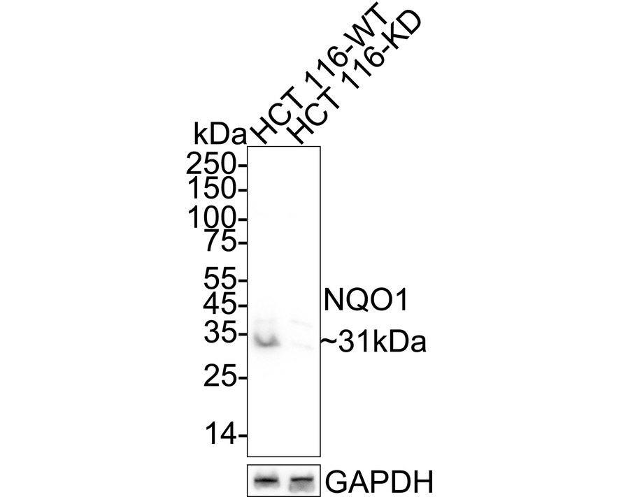 HA610087_2.jpg