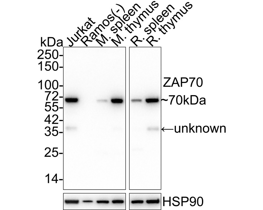 HA610096_1.jpg