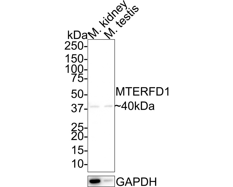 HA610112_2.jpg