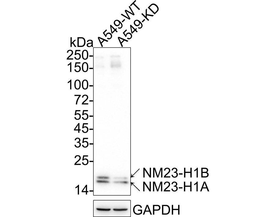 HA610113_3.jpg