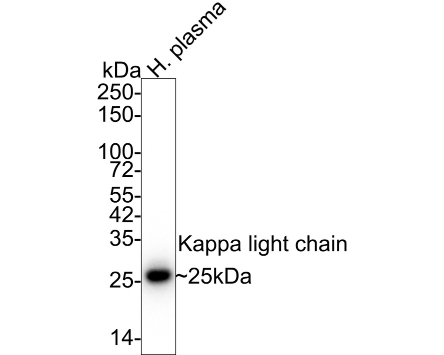 HA610141_1.jpg
