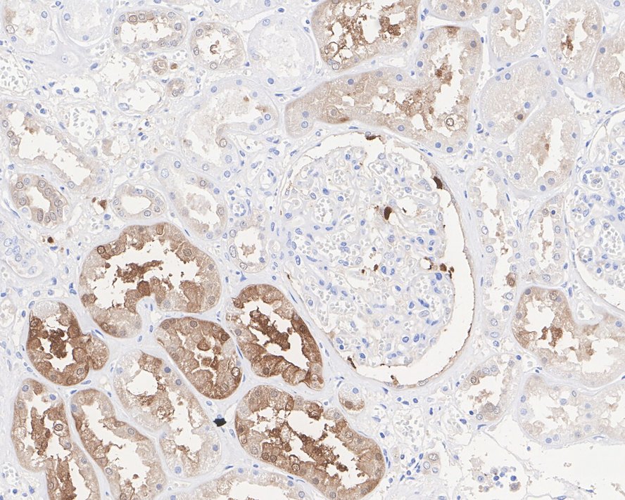 HA610147_4.jpg