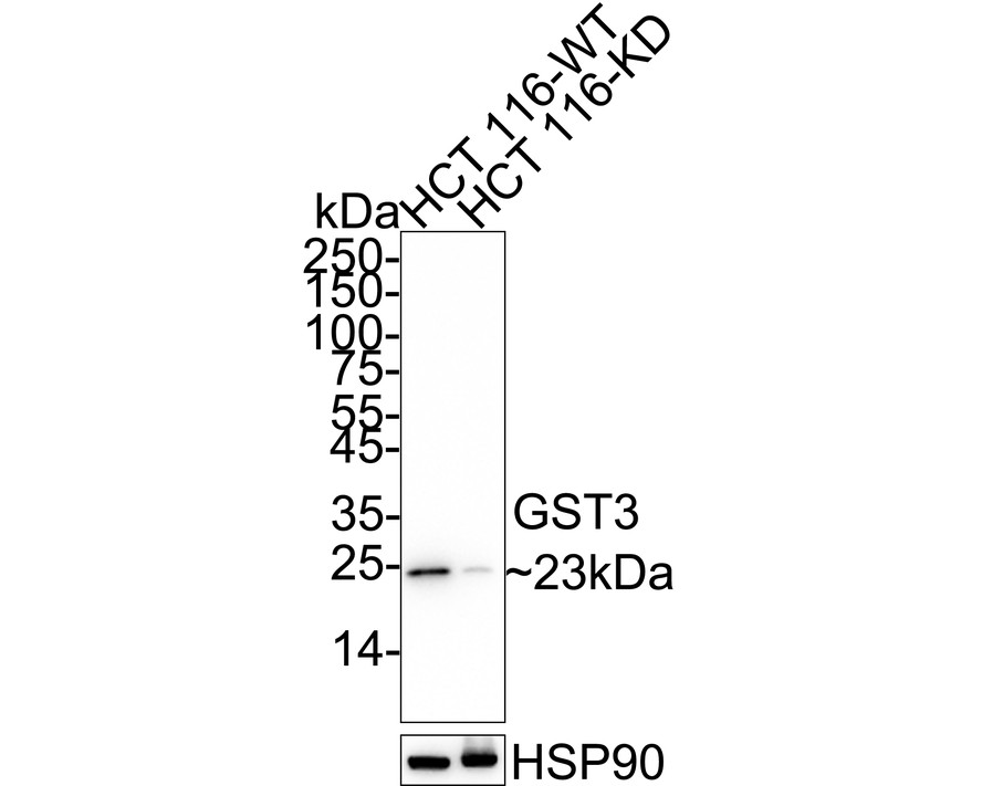 HA610147_6.jpg