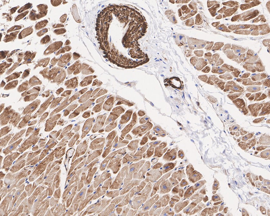 HA610160_3.jpg