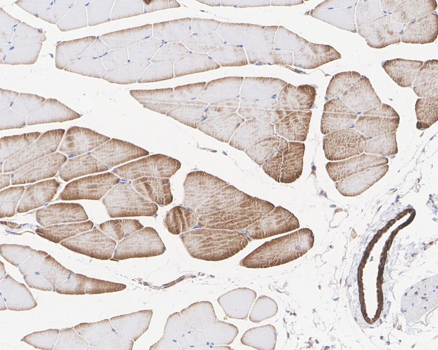 HA610160_6.jpg
