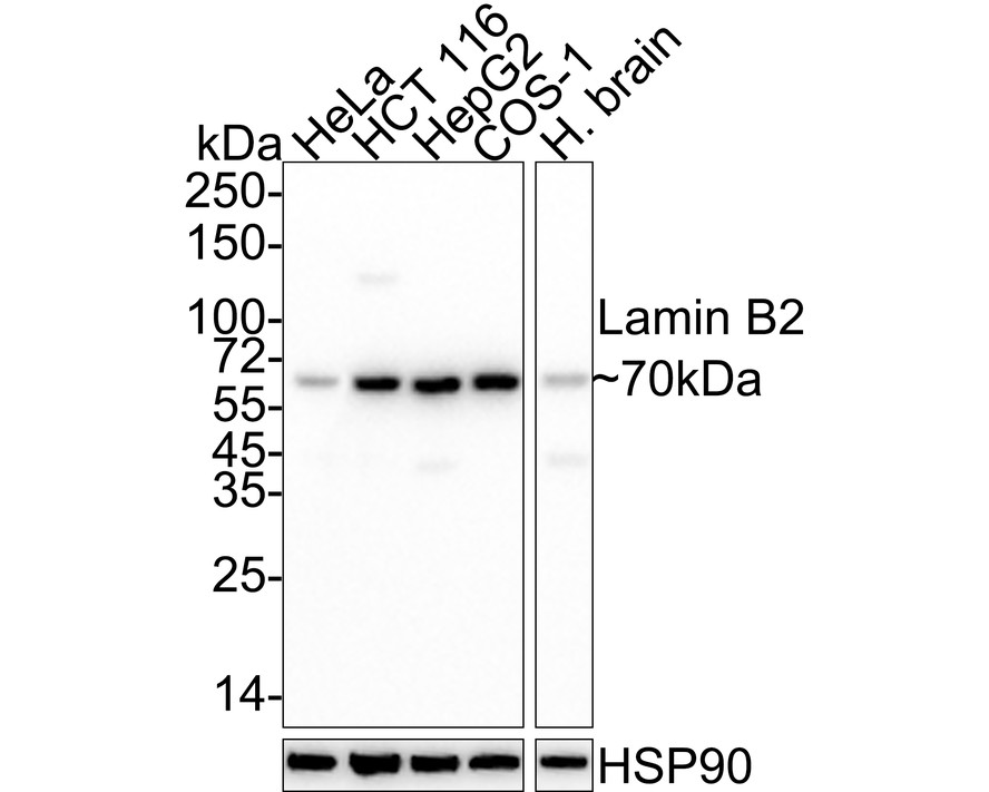 HA610162_1.jpg