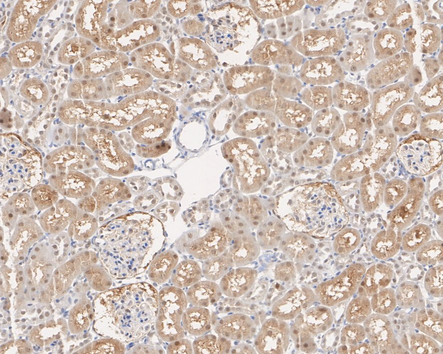 HA610166_5.jpg