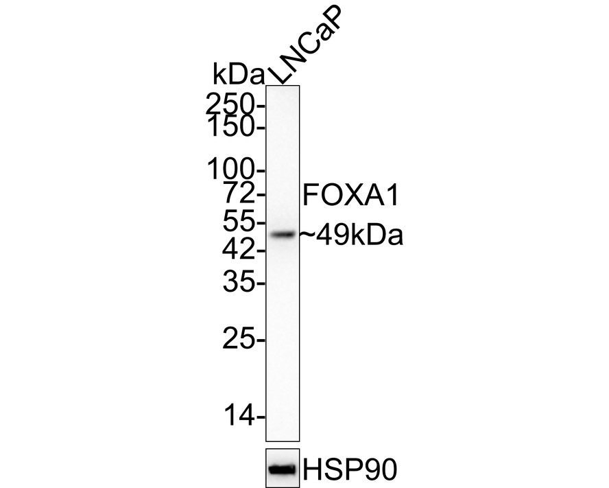 HA610171_1.jpg