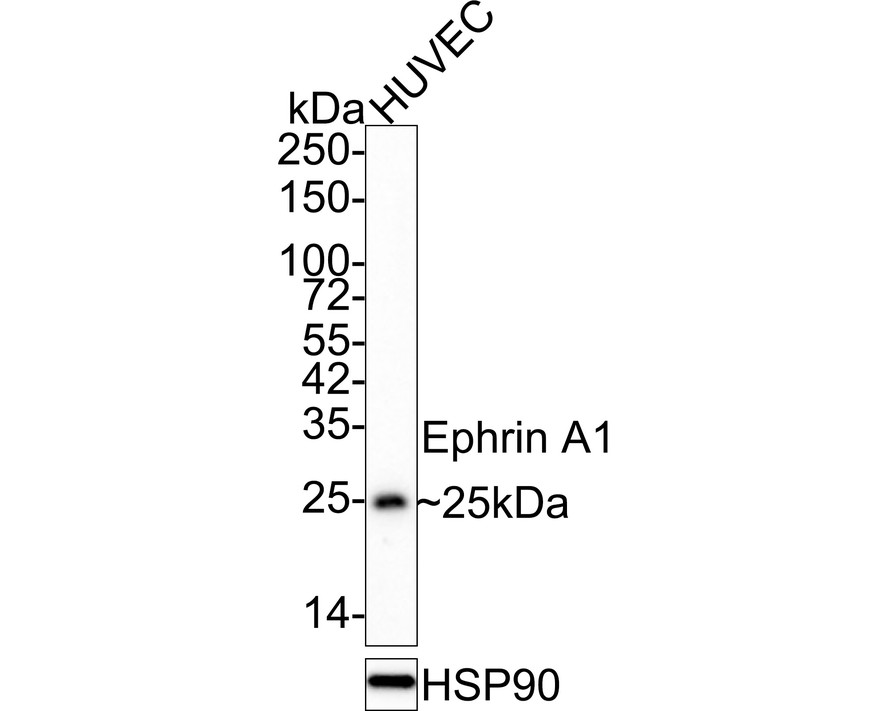 HA610173_1.jpg