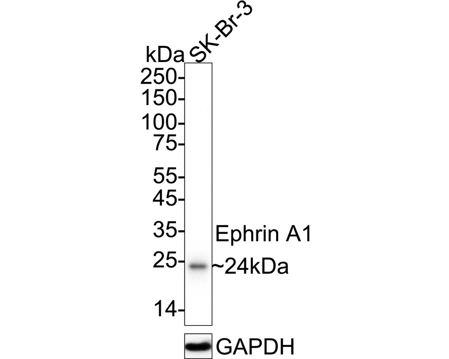 HA610173_2.jpg