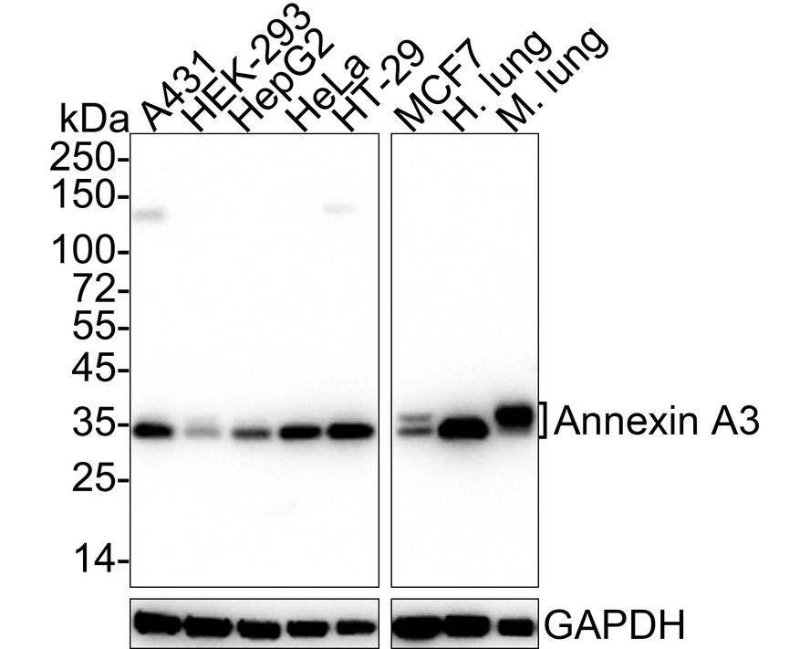 HA610176_1.jpg