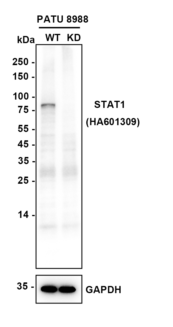 HA610181_2.jpg