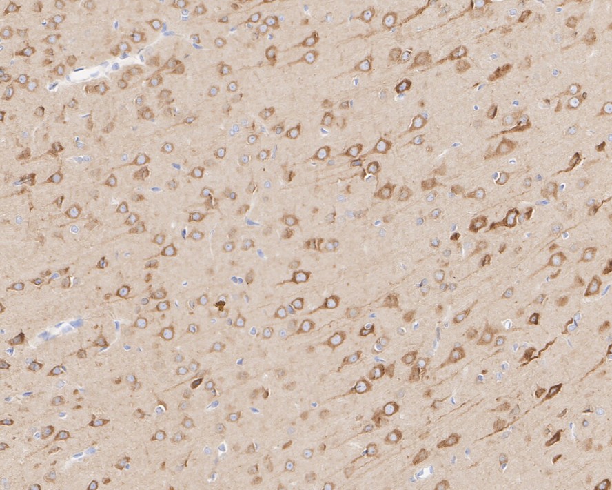 HA610188_6.jpg