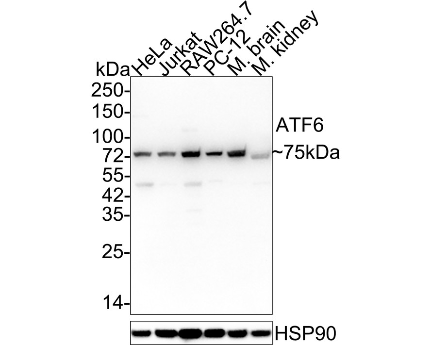 HA610193_1.jpg