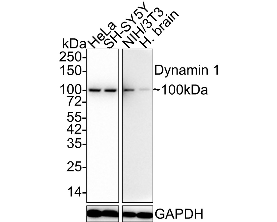 HA610197_1.jpg