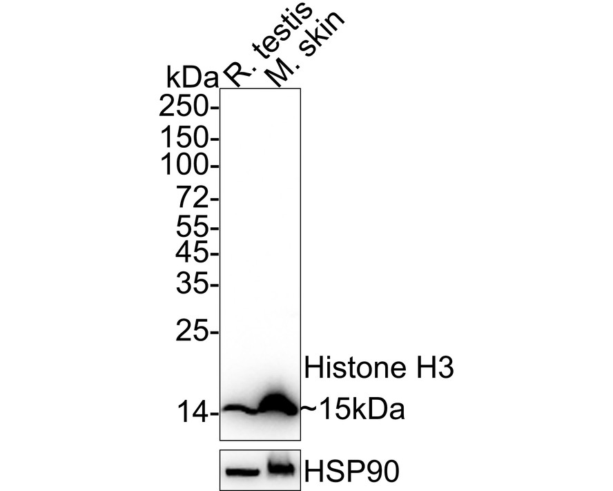 HA610203_2.jpg