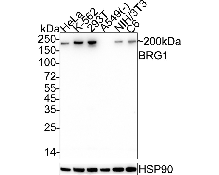 HA610205_1.jpg