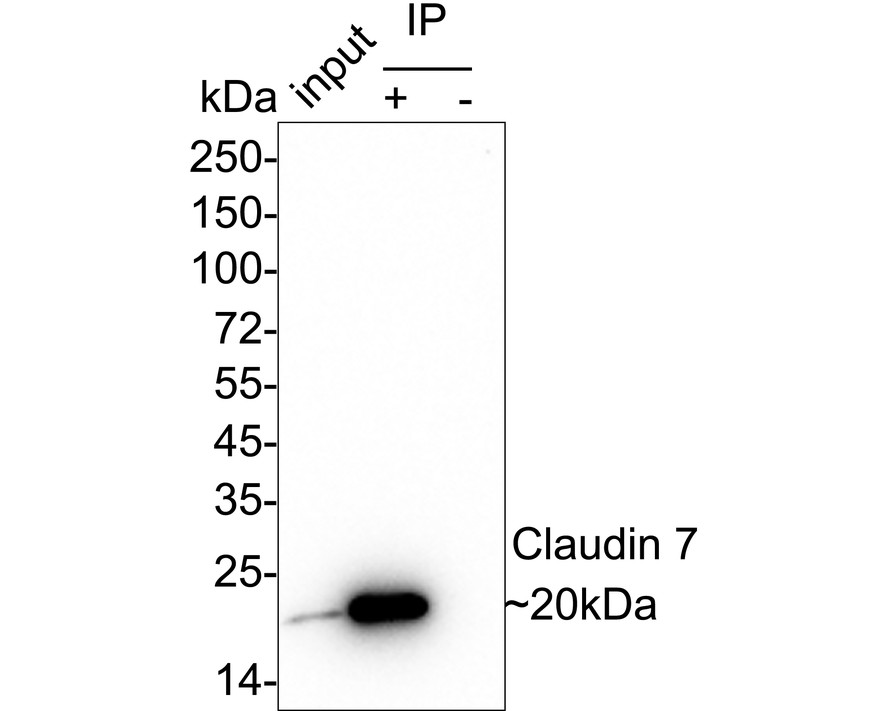 HA610206_7.jpg