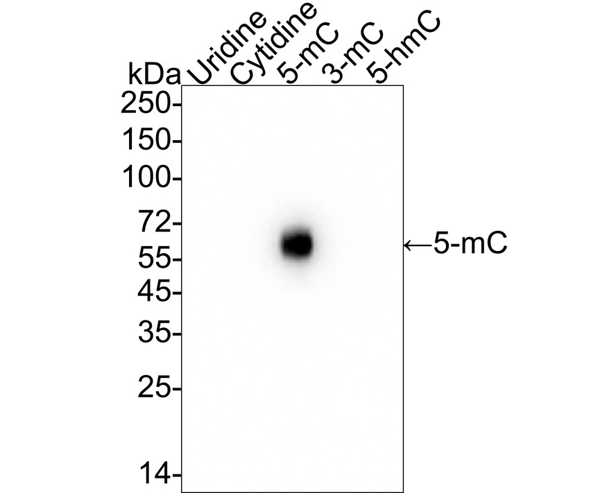HA610208_1.jpg