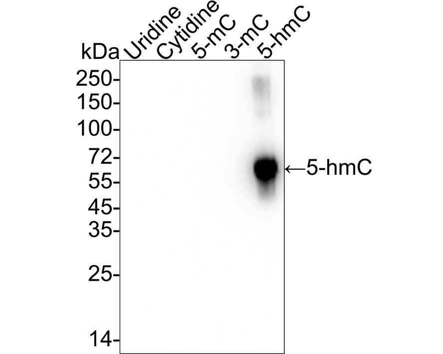 HA610209_1.jpg