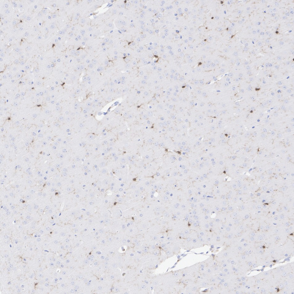 HA610213_4.jpg