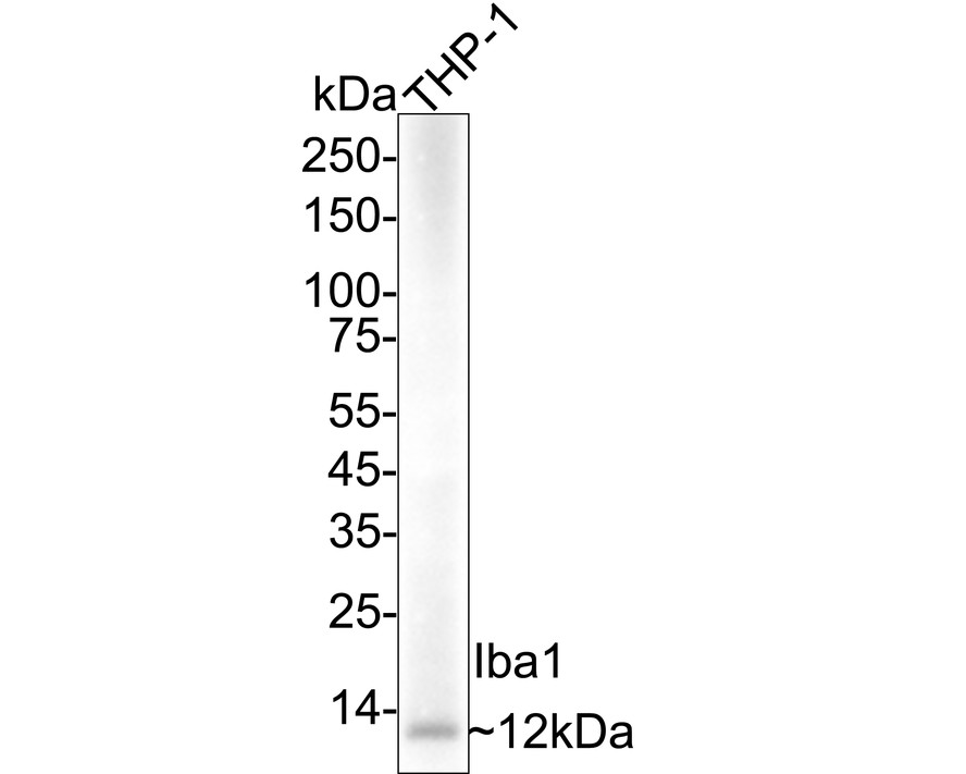 HA610214_5.jpg