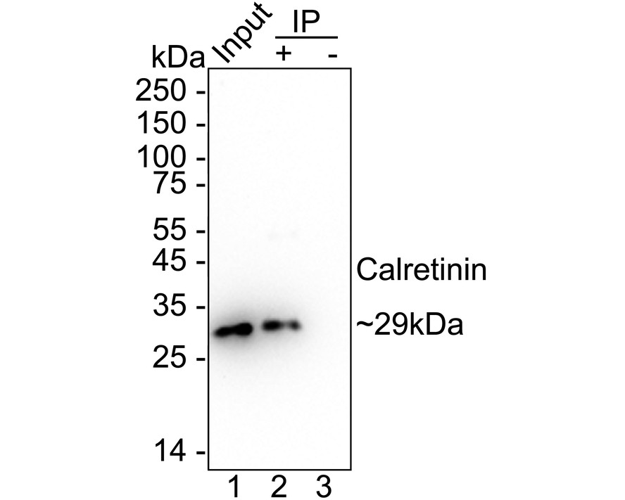 HA610215_8.jpg