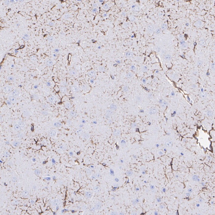 HA610225_5.jpg