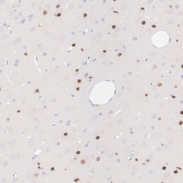 HA610236_6.jpg