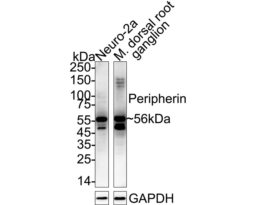 HA610245_5.jpg