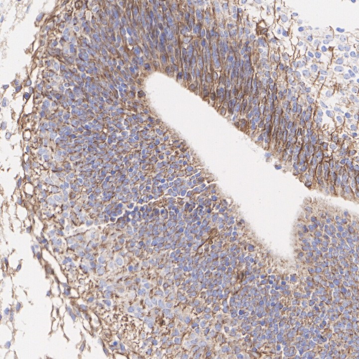 HA610246_4.jpg