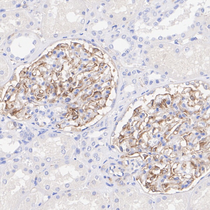 HA610246_6.jpg