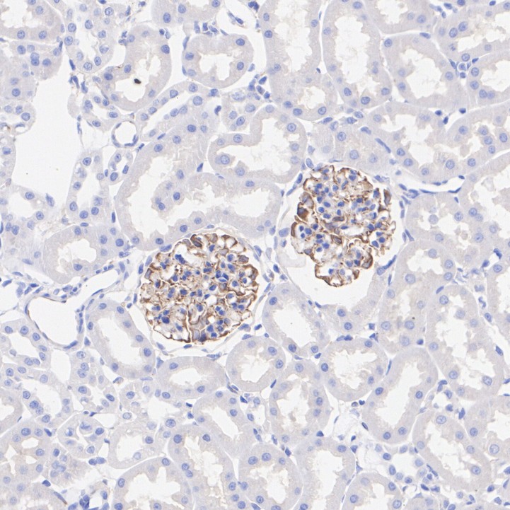 HA610246_8.jpg