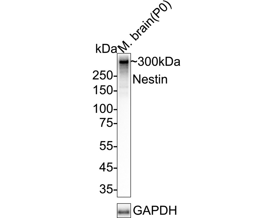 HA610246_9.jpg