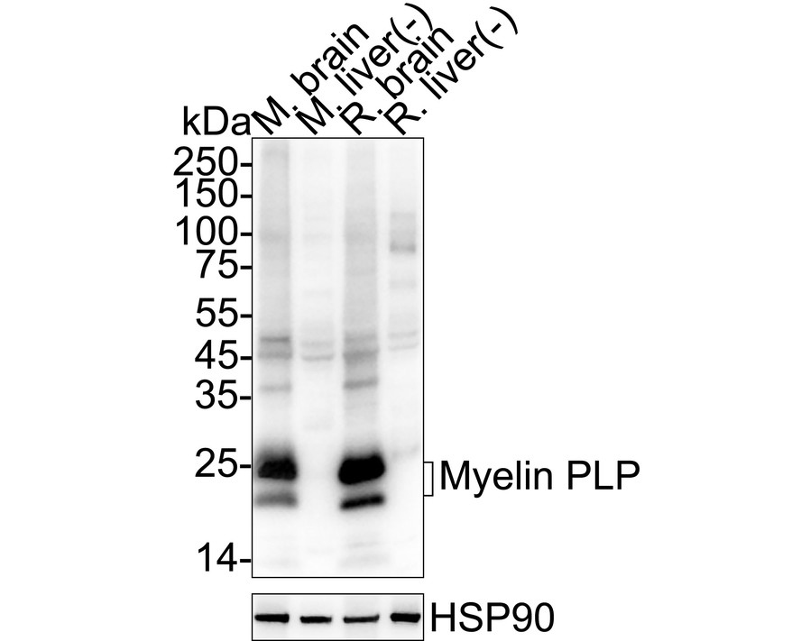 HA610247_7.jpg