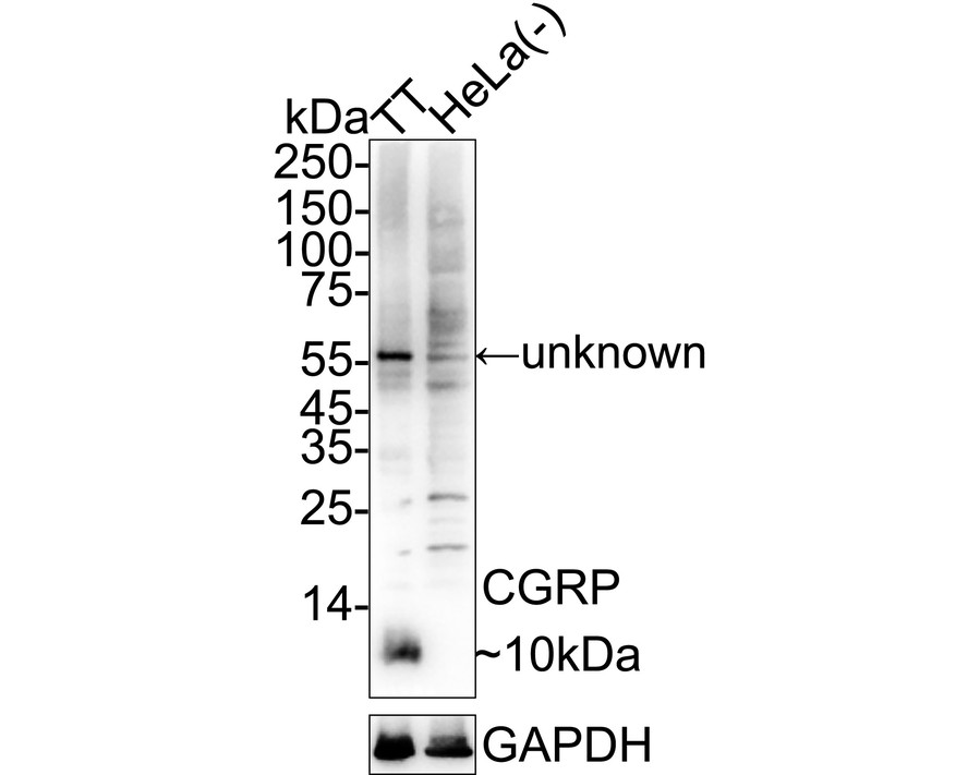 HA610263_4.jpg