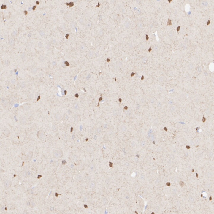 HA610269_5.jpg